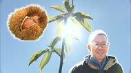 「大事なのは生活費を稼げるかどうか」　”あの日”から2年　能登の地を離れ移住先で奮闘する栗農家　自らの知識や経験を活かし栽培を指導