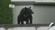 クマの目撃相次ぐ　付近には中学校も　警察がパトロールし警戒　岩手県盛岡市