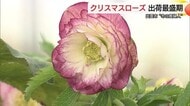 「一期一会の花を楽しんで」　“冬の貴婦人”クリスマスローズ出荷最盛期（島根・出雲市）