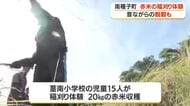種子島　伝統の赤米稲刈りを小学生が体験　鹿児島
