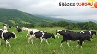 梅雨の晴れ間　牛たちがのびのび草をはむ　奥越高原牧場で乳牛の放牧が本格化　大雪の影響で1カ月遅く【福井】