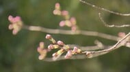 桜「開花宣言」まだ？つぼみ膨らみピンクに色づくも…26日は便り届かず（島根・鳥取）
