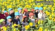 天草市で保育園児がヒマワリの花摘み体験【熊本】