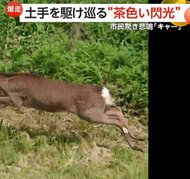 「危ない！危ない！危ない！」白昼堂々ホップ、ステップ、ジャン…