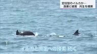 漁業者の悩みの種に　宮崎県串間市でイルカによるものと見られる漁業被害