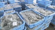 漁師「もう取れるなというくらい取れてる」愛知・篠島産のシラスが記録的豊漁 今年の漁獲量は既に去年1年分超える