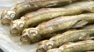 むかわ町産シシャモが4年ぶりに店頭へ＿試験操業で18.3キロ水揚げ＿町内の販売店が全量競り落とす「もう食べられないかと思っていた、今回買えてうれしい」「売っている方も感動です」＜北海道むかわ町＞
