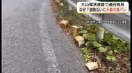 誰が何のために？大山に大量の「食パン」約30斤投棄　現場には鶏の内臓も　クマを呼ぶ恐れも（鳥取）