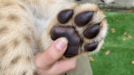 子ライオンの肉球の触り心地は“硬めのグミ”? 飼育員がプニプニする動画がかわいい