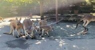 赤ちゃんカンガルーが母親の袋から落ちた…「痛かった?」すぐにオスが駆け寄り“よしよし”する光景に心が温まる