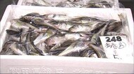 秋田の冬の味覚「季節ハタハタ」初漁! 秋田