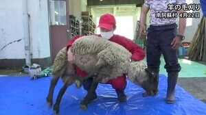 2年ぶり!学生が羊の毛刈りに挑戦【熊本】