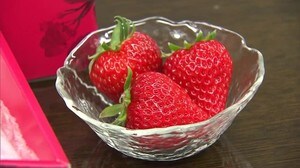 大きくて甘い!モーツァルトを聞いて育ったイチゴ「福富アダージョベリー」人気(島根・松江市)