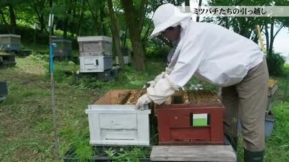 梅雨こそがミツバチの引っ越しシーズン　3万匹を束ねるたった1匹の女王蜂