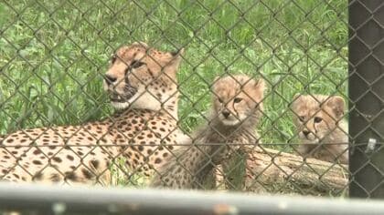 チーターの子どもたちが一般公開 安佐動物公園 ほかにも３年ぶりの「新たな命」も １９日 広島
