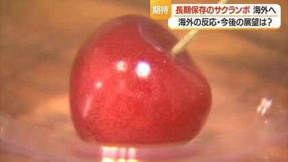 シンガポールで完売・特殊なガスで時間止めた長期保存サクランボ　賞味期限延びれば廃棄減る　山形