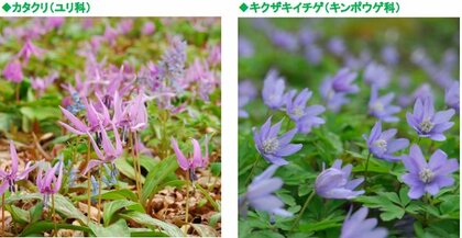 六甲高山植物園~春の妖精~「カタクリ、キクザキイチゲ」の群落が見頃です!
