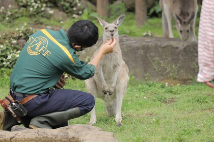 “お口チェック”されるがままのカンガルーがかわいい…暴れることはない? 動物園に聞いた