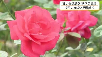 春より香りが強い「秋のバラ」を楽しむ　農業園芸センターで２００種類のバラが見ごろ〈仙台市〉