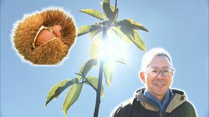 「大事なのは生活費を稼げるかどうか」　”あの日”から2年　能登の地を離れ移住先で奮闘する栗農家　自らの知識や経験を活かし栽培を指導