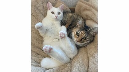 「どうなっている？」2匹の猫による“おなか貫通マジック”が不思議…前脚がどこから出ているのか真相を聞いた