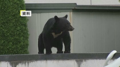 クマ捕獲体制強化へ補正予算案　箱わな設置、吹き矢人材育成など　岩手県