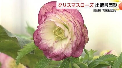 「一期一会の花を楽しんで」　“冬の貴婦人”クリスマスローズ出荷最盛期（島根・出雲市）