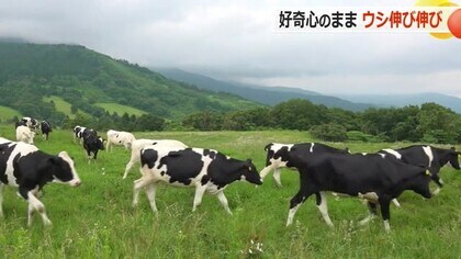 梅雨の晴れ間　牛たちがのびのび草をはむ　奥越高原牧場で乳牛の放牧が本格化　大雪の影響で1カ月遅く【福井】