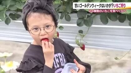 ゴールデンウィークはイチゴ狩り　食べ比べが楽しめる『まるなかファーム』は大賑わい　福島・二本松市