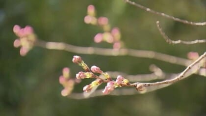 桜「開花宣言」まだ？つぼみ膨らみピンクに色づくも…26日は便り届かず（島根・鳥取）