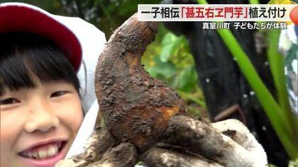 小学生が400年以上受け継がれる「甚五右ヱ門芋」植え付け体験！　地元・真室川町の伝承野菜の理解深める【山形発】