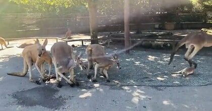 赤ちゃんカンガルーが母親の袋から落ちた…「痛かった?」すぐにオスが駆け寄り“よしよし”する光景に心が温まる
