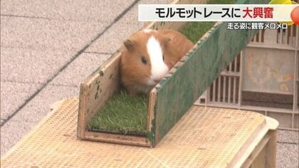 「モルモットレース」開催で観客がメロメロ　「モルモットの気持ちがちょっと知れた」優しい言葉かける子も【山形発】