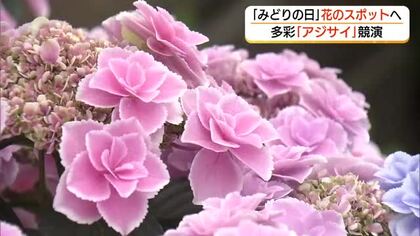出雲・しまね花の郷に59品種の“アジサイ”勢ぞろい　県オリジナル新品種「瑠璃るらら」もお披露目
