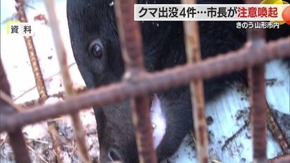 クマ目撃情報4～5月11件　同日に4件・人が多い地域にも出没　県はクマ出没注意報発令・山形市長も注意喚起【山形発】