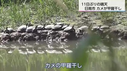 県内9カ所で夏日　日南市のため池ではカメが甲羅干し