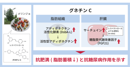 「メリンジョ由来レスベラトロール」の抗肥満・抗糖尿効果が明らかに 特長成分「グネチンC」が、脂肪組織と肝臓に作用 20歳以上の国民の約1割が糖尿病を強く疑われる現状、予防素材として期待