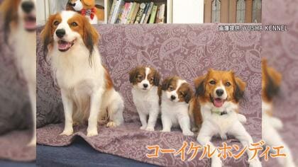 あの子は何者？大谷翔平選手と一緒にいた“謎の犬”の正体は　「最近飼い始めた」という情報も…犬種も話題に