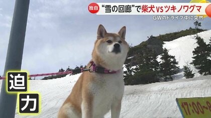 驚き】「初めて見る挙動」人気観光地に現れたツキノワグマ…愛犬がとっ