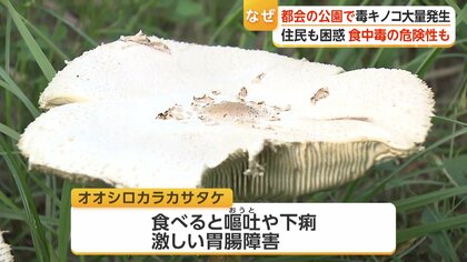 都会の公園に毒キノコ大量発生 「オオシロカラカサタケ」に注意 食べれ