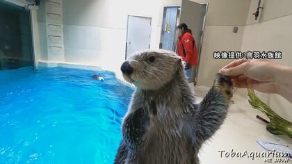 国内唯一『ラッコ』が見られる鳥羽水族館 水槽前での観覧時間を“1分”に