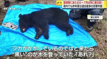 繁殖期の6～7月は特に要注意！全国でクマの出没相次ぐ…静岡県内でも