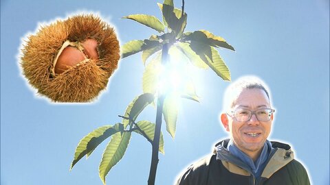 「大事なのは生活費を稼げるかどうか」　”あの日”から2年　能登の地を離れ移住先で奮闘する栗農家　自らの知識や経験を活かし栽培を指導