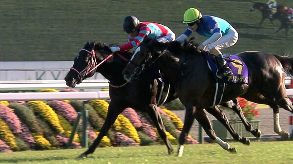 菊花賞】春2冠を分け合ったソールオリエンスとタスティエーラが最終戦