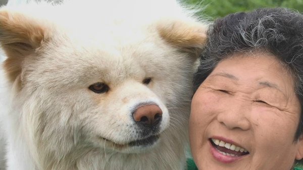 ブサカワで人気の秋田犬 わさお 天国へ 眠りに落ちるかのように安らかに