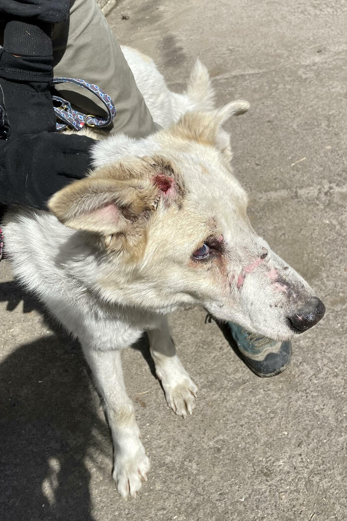 爆弾の破片で頭部などをけがした犬