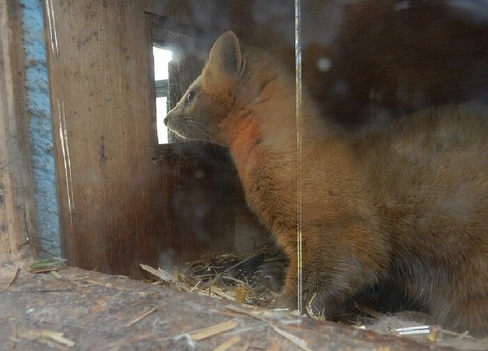 巣箱の中から外を眺めている(提供:釧路市動物園)