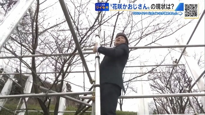 はしごを上り、芽の様子を確認する野川アナ