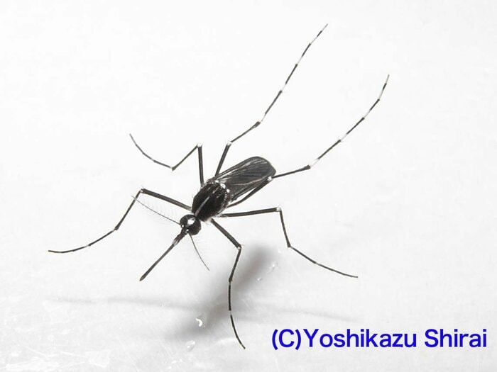 デング熱を媒介することもあるヒトスジシマカ(画像提供:白井良和さん)