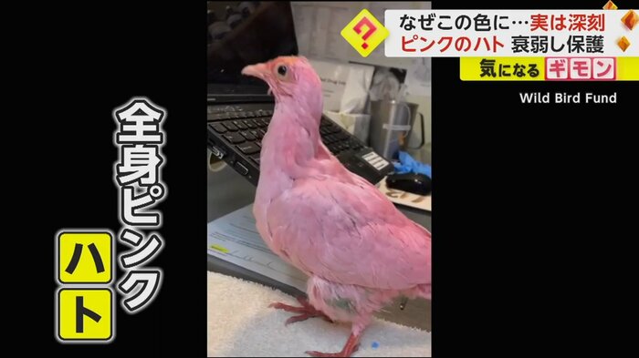 ピンク色のハト